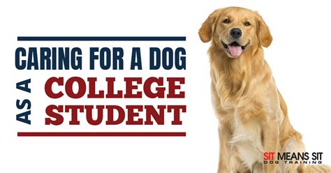 What is the best kind of dog for a college student